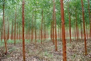floresta-plantada-Vilhena-600x400