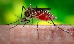 dengue-300x179